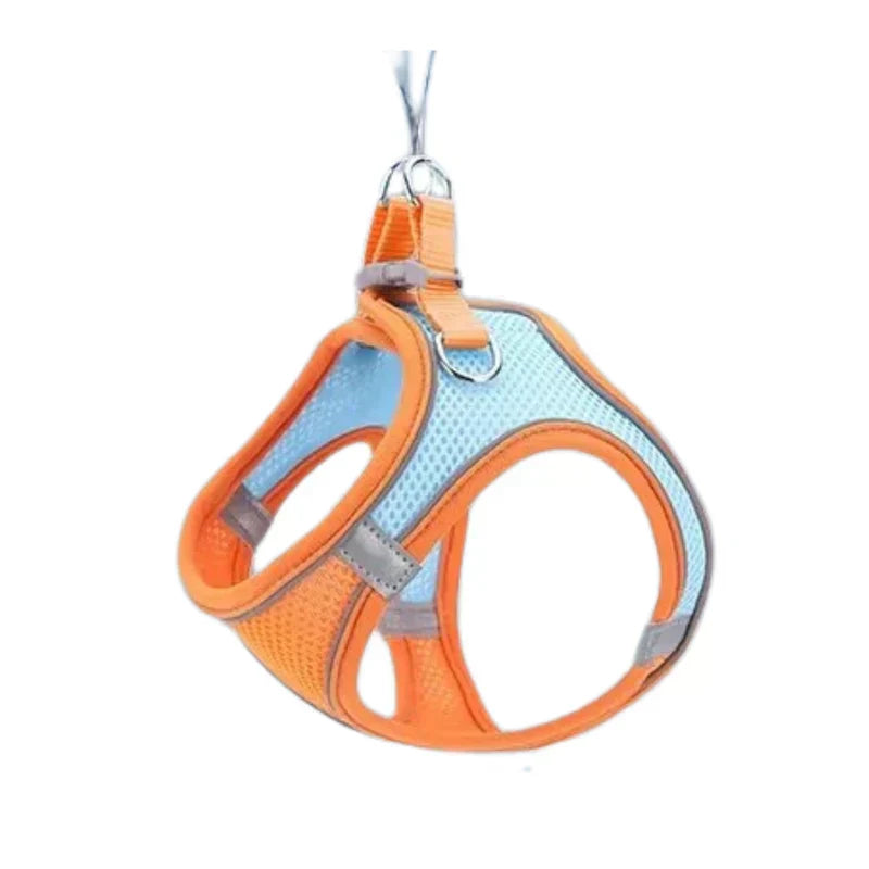 Happy cat exploring outdoors in a comfort-fit, adjustable pet harness with leash. Ideal outdoor cat gear for safe walks.