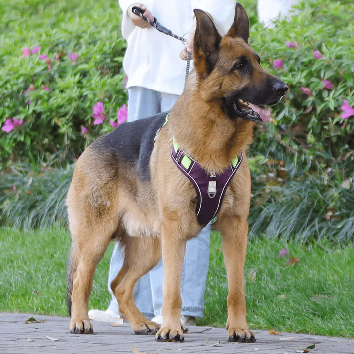 Essential dog walking gear: Padded anti-pull harness for enhanced pet safety and control on walks.