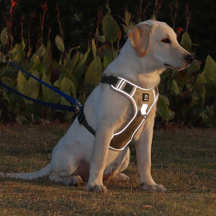 Premium pet supplies: Heavy-duty anti-pull dog harness with breathable comfort padding for active dogs.