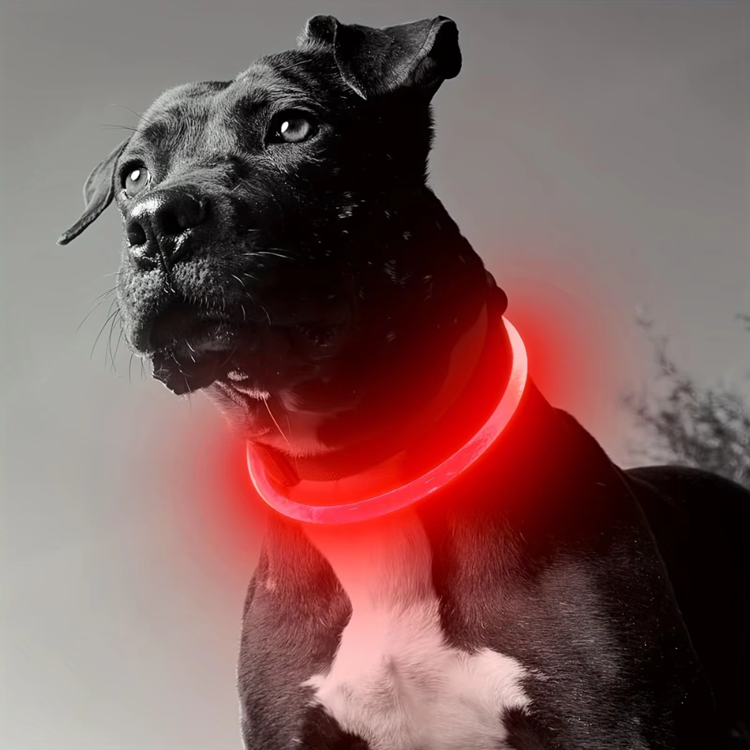 Innovative LED dog collar, rechargeable, providing ultimate pet safety in low light