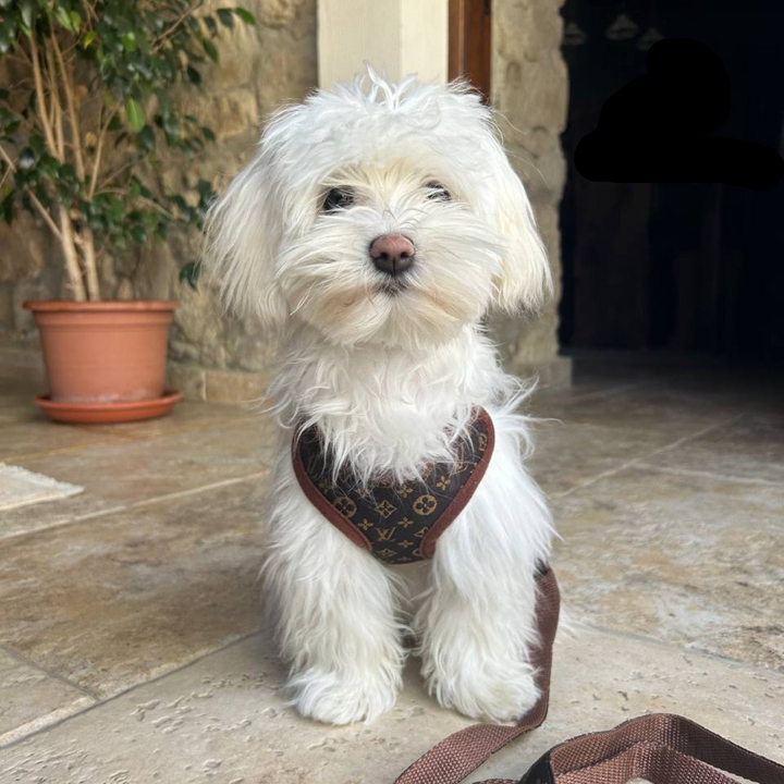 Padded comfort dog harness and leash set for daily dog walking. Adjustable, no-pull design for small to large dogs.