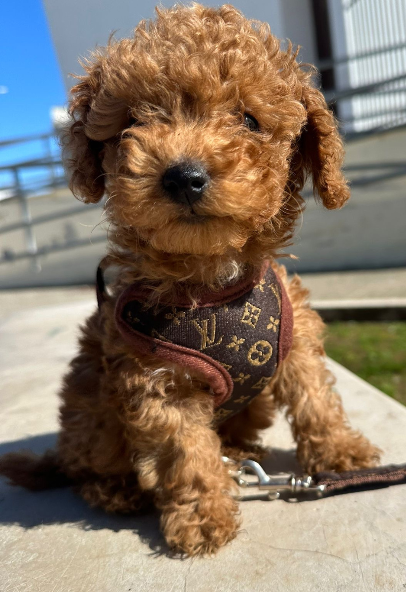 Durable, comfortable dog harness and leash set. Padded, adjustable, no-pull design for small to large dogs' safety.