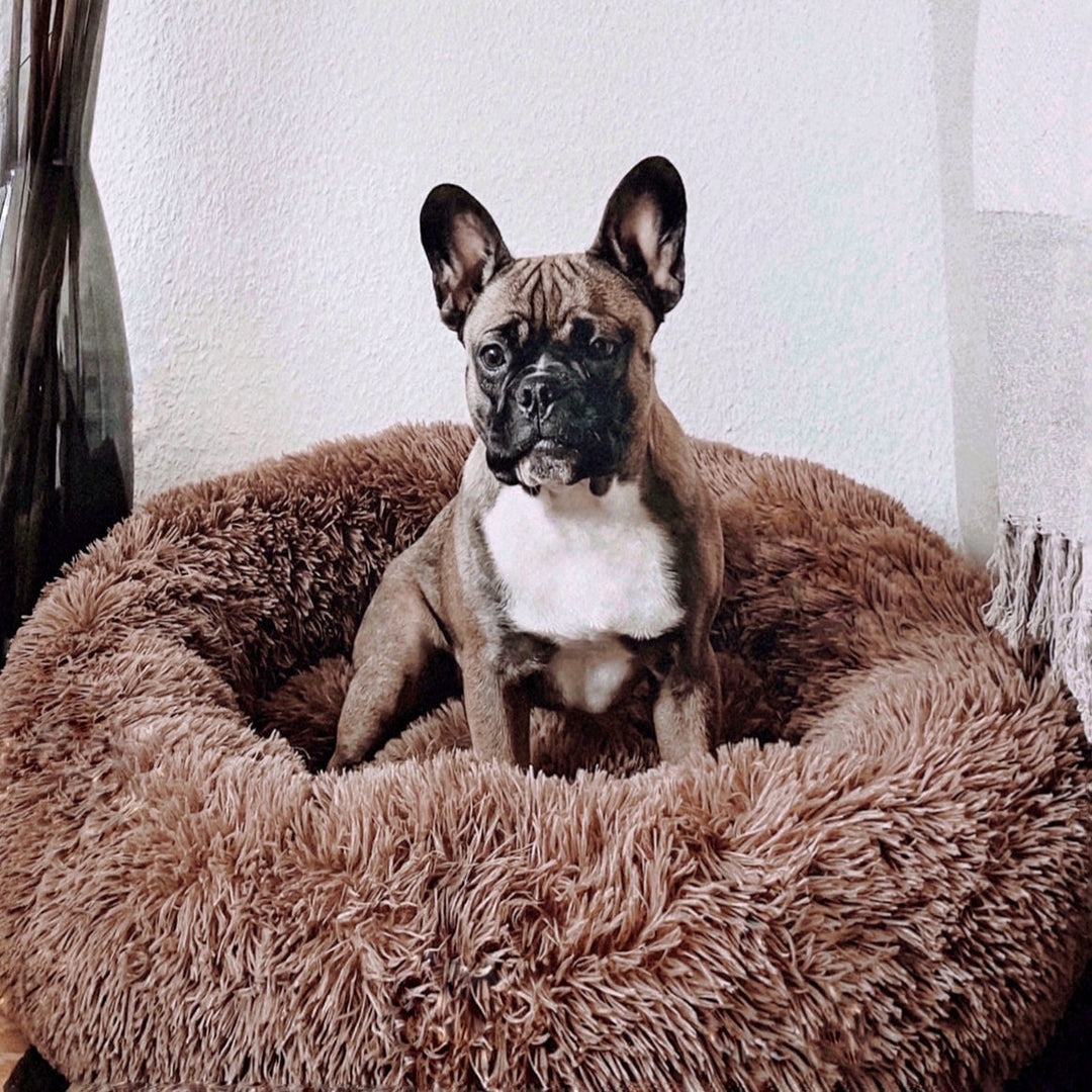 Close-up of a fluffy anti-anxiety donut dog bed texture, showing soft pet comfort