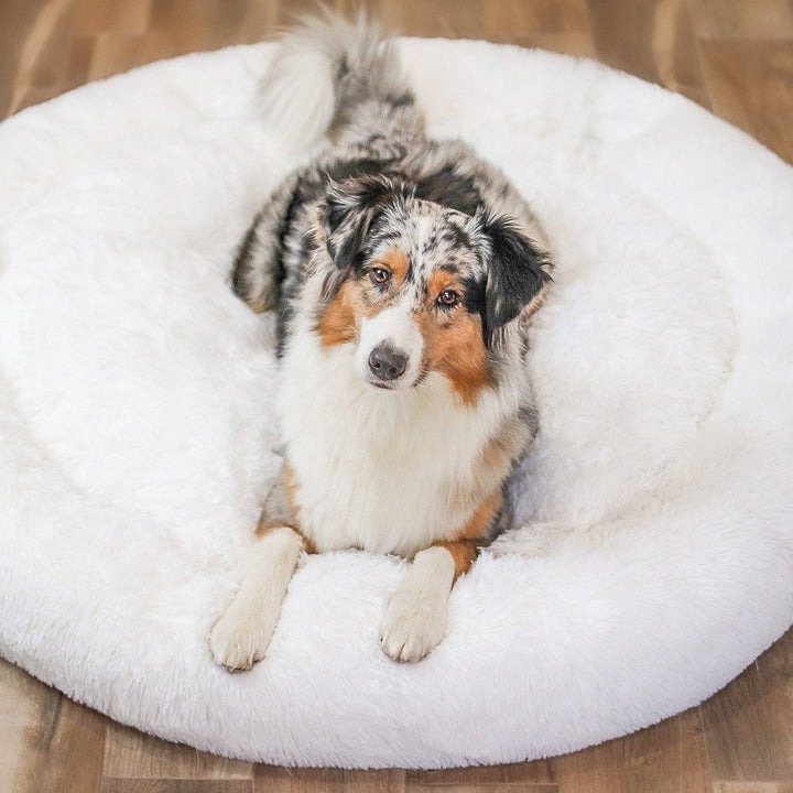 Small dog resting peacefully in a circular, plush calming pet bed, ideal for anxiety